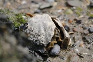 close up of oyster with shells and algae photo