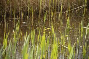 aquatic plants, riparian plants in the swan water nature park, north holland, the netherlands photo