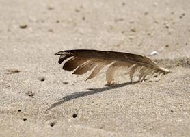 feather in the sand, village petten at the north sea, the netherlands, photo