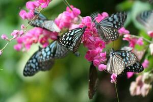 tropical butterflies, Koh Samui island, Thailand photo