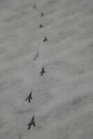 footprints in the snow, birds photo