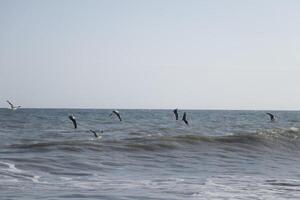 seagulls at the beach and in the sky photo