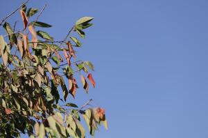 otoño colores, Países Bajos foto