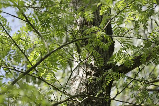 new leafs on the trees, spring is in the air photo