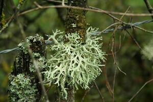 Icelandic moss grows in clean air photo