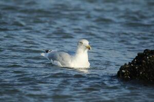 seagull at the north sea at petten, the netherlands photo