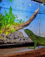 there is a lizard that is sitting on a table next to a fish tank photo