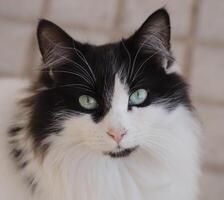 retrato de un negro y blanco gato, foto