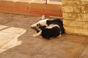 black and white cat, cat plays photo