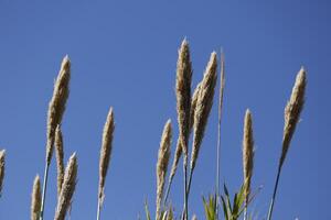 reed against a blue sky photo