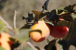 kaki or sharon fruit hanging on a tree photo