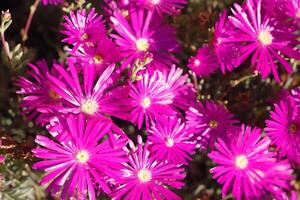 pink flowers in the spring photo