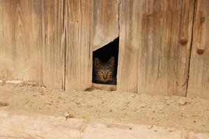 funny cat looks through gate in fence photo