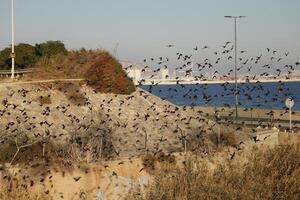 flock of birds photo