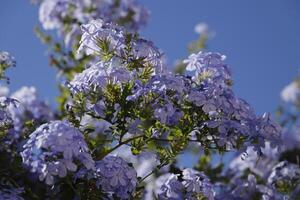 Cape leadwort or blue plumbago, blue flowers photo