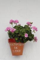 geraniums hung by the municipality photo