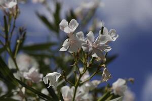 colorful oleander bush with flowers photo
