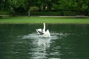 mute swan in a lake photo