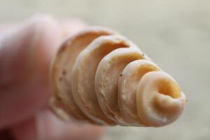 tropical shells at the beach photo