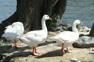 white geese walk on the land photo