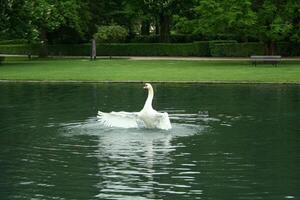 mute swan in a lake photo