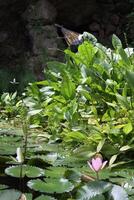 lotus flowers at a temple, bali photo