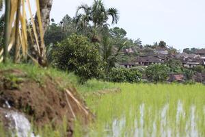 rice paddies on bali, indonesia photo