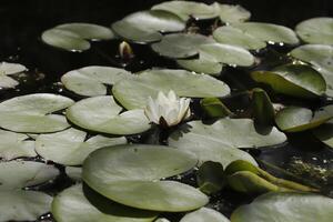 white water lily in the pond photo