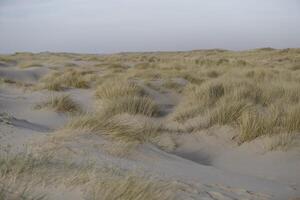 dunes, beach in the winter, netherlands photo