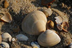 conchas a el playa, invierno en el Países Bajos foto