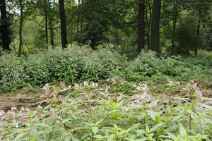 wild flowers in the autumn photo