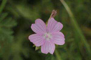 wild flowers in the autumn photo