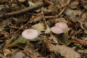 seta venenosa en el bosque, otoño foto