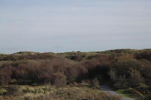 walking path in the dunes and forest, sint maartenszee, the netherlands photo