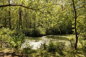 un pequeño estanque en el bosque, primavera, el Países Bajos foto