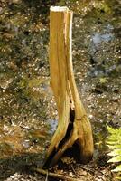 tree trunk in a forest, natural photo