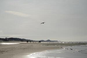 seagull flies above the beach and sea, the netherlans photo