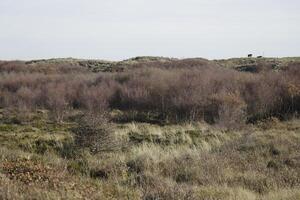 walking path in the dunes and forest, sint maartenszee, the netherlands photo