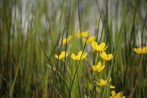 aquatic plants, riparian plants in the swan water nature park, north holland, the netherlands photo