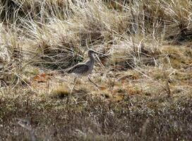 un paraíso para aves, el dunas con superficial lagos, aves laico su huevos y encontrar alimento, vlieland, el Países Bajos foto