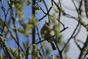 inmigrante aves en un árbol, fauna en el agua de zwanen naturaleza reserva en norte Holanda, el Países Bajos. un montón de diferente aves a ver. foto