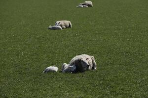 sheep and lambs in the meadow in the Netherlands photo