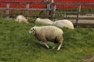 North Holland landscape in the spring, sheep and lamb in the field photo