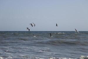 gaviotas a el playa y en el cielo foto