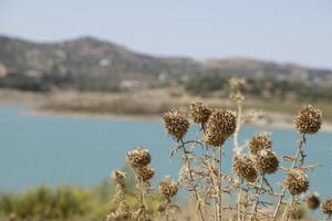 lake las mayoralas at the background, dried flowers in the front photo