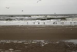 oystercatchers at the high tide line photo