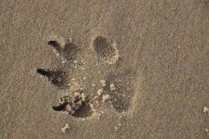 print in the sand of a dogs paw photo