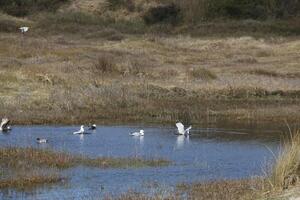 a paradise for birds, the dunes with shallow lakes, birds lay their eggs and find food, vlieland, the netherlands photo