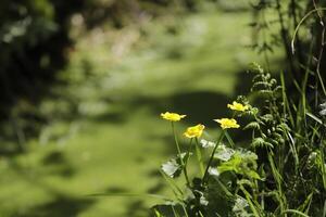 small lake in the forest, different flora, marsh marigold photo