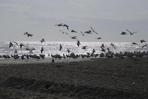 gaviotas a el playa y en el cielo foto